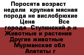 Поросята возраст 4 недели, крупная мясная порода(не вислобрюхие ) › Цена ­ 4 000 - Все города, Ступинский р-н Животные и растения » Другие животные   . Мурманская обл.,Апатиты г.